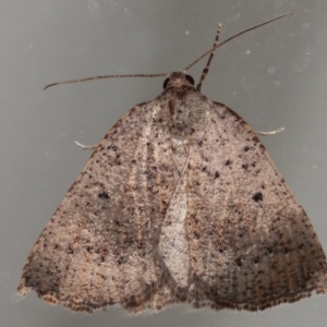 Amelora undescribed species at Melba, ACT - 16 Mar 2021