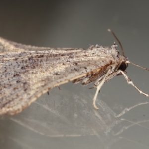 Amelora undescribed species at Melba, ACT - 16 Mar 2021 10:05 PM