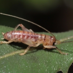 Gryllacrididae sp. (family) (Wood, Raspy or Leaf Rolling Cricket) at Downer, ACT - 21 Mar 2021 by TimL