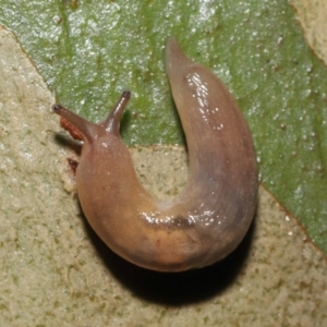 Ambigolimax sp. (valentius and waterstoni) at Acton, ACT - 21 Mar 2021