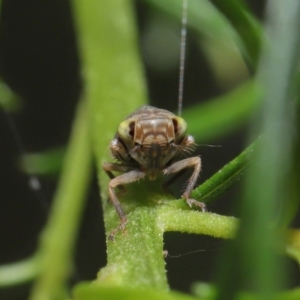 Tartessini sp. (tribe) at Downer, ACT - 19 Mar 2021 12:45 PM