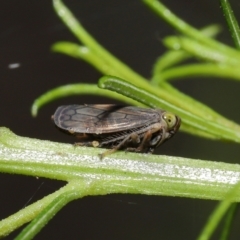 Tartessini sp. (tribe) at Downer, ACT - 19 Mar 2021 12:45 PM