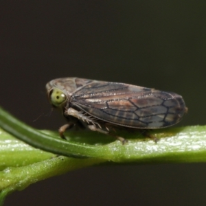 Tartessini sp. (tribe) at Downer, ACT - 19 Mar 2021 12:45 PM