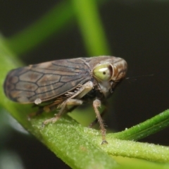 Tartessini sp. (tribe) at Downer, ACT - 19 Mar 2021 12:45 PM