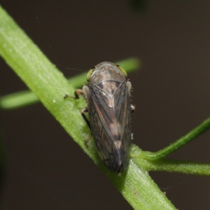 Tartessini sp. (tribe) at Downer, ACT - 19 Mar 2021 12:45 PM