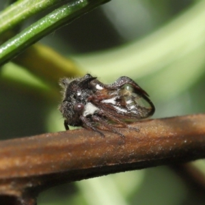 Membracidae sp. (family) at Downer, ACT - 19 Mar 2021 12:39 PM