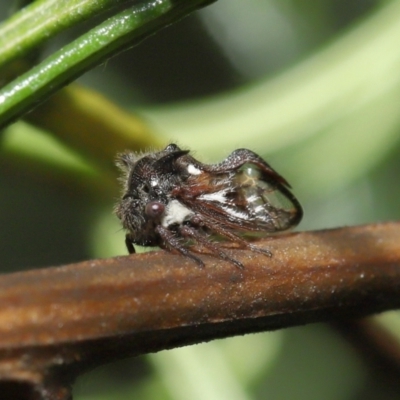 Membracidae sp. (family) (Unidentified Horned treehopper) at ANBG - 19 Mar 2021 by TimL