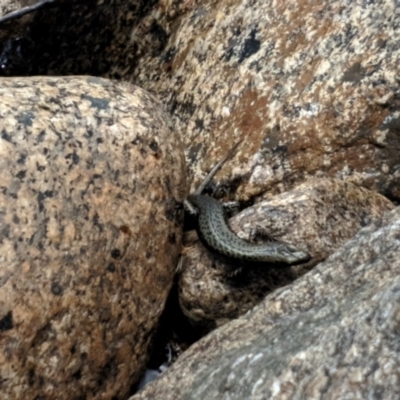 Eulamprus tympanum (Southern Water Skink) at Kosciuszko National Park - 29 Dec 2020 by Tapirlord