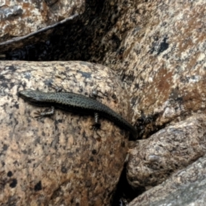 Eulamprus tympanum at Kosciuszko National Park, NSW - 29 Dec 2020