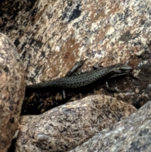 Eulamprus tympanum at Kosciuszko National Park, NSW - 29 Dec 2020 01:52 PM