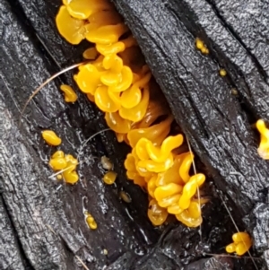 Dacryopinax spathularia at O'Connor, ACT - 23 Mar 2021 10:17 AM
