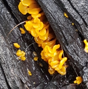 Dacryopinax spathularia at O'Connor, ACT - 23 Mar 2021