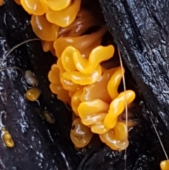 Dacryopinax spathularia at O'Connor, ACT - 23 Mar 2021 10:17 AM