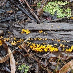 Dacryopinax spathularia at O'Connor, ACT - 23 Mar 2021 10:17 AM