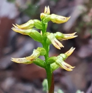 Corunastylis cornuta at O'Connor, ACT - 23 Mar 2021