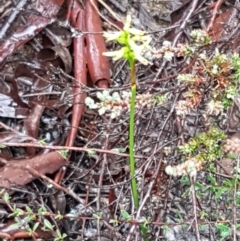 Corunastylis cornuta at O'Connor, ACT - 23 Mar 2021