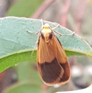 Threnosia heminephes at O'Connor, ACT - 23 Mar 2021