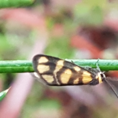 Asura lydia (Lydia Lichen Moth) at O'Connor, ACT - 23 Mar 2021 by tpreston