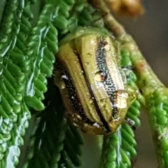 Calomela vittata (Acacia leaf beetle) at O'Connor, ACT - 23 Mar 2021 by trevorpreston