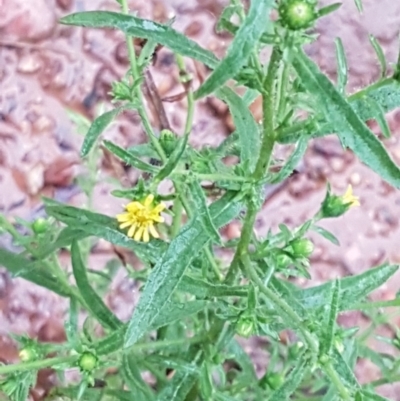 Dittrichia graveolens (Stinkwort) at O'Connor, ACT - 23 Mar 2021 by trevorpreston