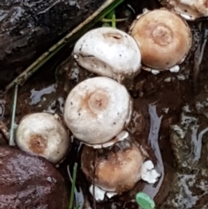 Tulostoma at O'Connor, ACT - 23 Mar 2021 10:53 AM