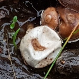 Tulostoma at O'Connor, ACT - 23 Mar 2021