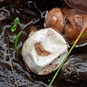 Tulostoma at O'Connor, ACT - 23 Mar 2021 10:53 AM