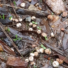 Tulostoma at O'Connor, ACT - 23 Mar 2021 10:53 AM