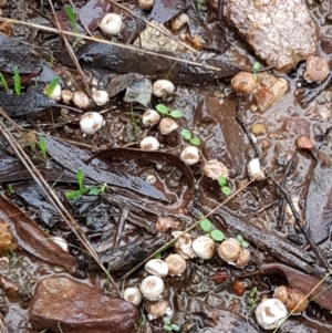 Tulostoma at O'Connor, ACT - 23 Mar 2021