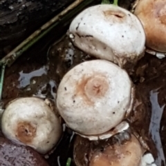 Tulostoma at O'Connor, ACT - 23 Mar 2021 10:53 AM