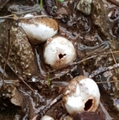 Tulostoma at O'Connor, ACT - 23 Mar 2021