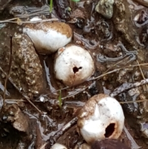 Tulostoma at O'Connor, ACT - 23 Mar 2021 10:53 AM
