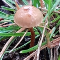 Unidentified Cap on a stem; gills below cap [mushrooms or mushroom-like] at O'Connor, ACT - 22 Mar 2021 by trevorpreston