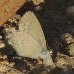 Zizina otis (Common Grass-Blue) at Paddys River, ACT - 11 Feb 2021 by michaelb