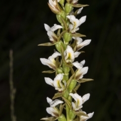 Paraprasophyllum jeaneganiae (Jean's Leek Orchid) at Paddys River, ACT - 15 Nov 2020 by DerekC