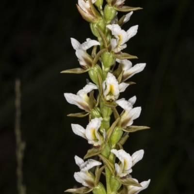 Paraprasophyllum jeaneganiae (Jean's Leek Orchid) at Paddys River, ACT - 15 Nov 2020 by DerekC