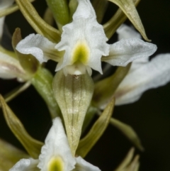 Paraprasophyllum jeaneganiae (Jean's Leek Orchid) at suppressed - 15 Nov 2020 by DerekC