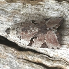 Meritastis lythrodana (A tortrix or leafroller moth) at O'Connor, ACT - 19 Mar 2021 by Ned_Johnston