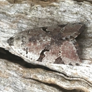 Meritastis lythrodana at O'Connor, ACT - 20 Mar 2021