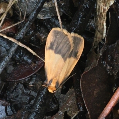 Threnosia heminephes (Halved Footman) at O'Connor, ACT - 22 Mar 2021 by Ned_Johnston