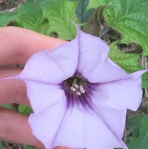 Datura stramonium at O'Connor, ACT - 20 Mar 2021