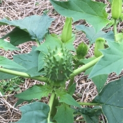 Datura stramonium at O'Connor, ACT - 20 Mar 2021