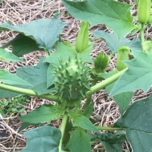 Datura stramonium at O'Connor, ACT - 20 Mar 2021