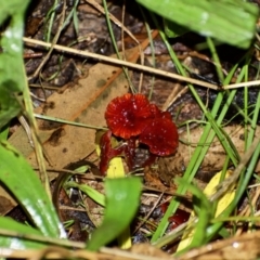 Cruentomycena viscidocruenta (Ruby Mycena) at Weston, ACT - 22 Mar 2021 by AliceH