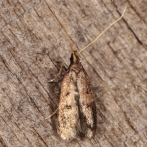 Lecithocera undescribed species nr terrigena at Melba, ACT - 17 Mar 2021 12:47 AM