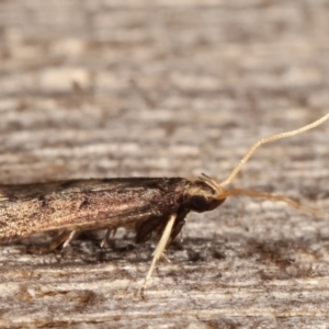 Lecithocera undescribed species nr terrigena at Melba, ACT - 17 Mar 2021 12:47 AM