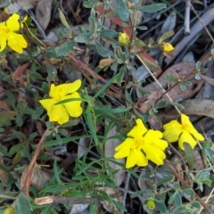 Hibbertia obtusifolia (Grey Guinea-flower) at Federal Golf Course - 19 Mar 2021 by JackyF