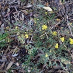 Hibbertia obtusifolia at Hughes, ACT - 19 Mar 2021 06:42 PM