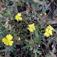 Hibbertia obtusifolia at Hughes, ACT - 19 Mar 2021 06:42 PM