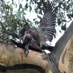 Callocephalon fimbriatum (Gang-gang Cockatoo) at GG229 - 23 Mar 2021 by JackyF